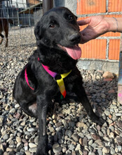 LAYLANI, Hund, Mischlingshund in Kroatien - Bild 2