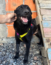 LAYLANI, Hund, Mischlingshund in Kroatien - Bild 3