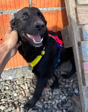 LAYLANI, Hund, Mischlingshund in Kroatien - Bild 4