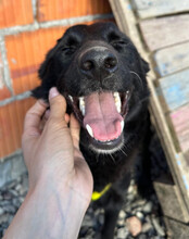 LAYLANI, Hund, Mischlingshund in Kroatien - Bild 5