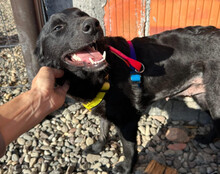LAYLANI, Hund, Mischlingshund in Kroatien - Bild 6