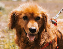 LINA, Hund, Mischlingshund in Kroatien - Bild 1