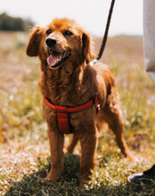 LINA, Hund, Mischlingshund in Kroatien - Bild 2