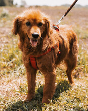 LINA, Hund, Mischlingshund in Kroatien - Bild 3