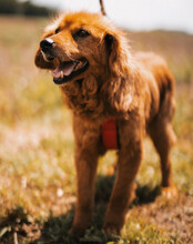 LINA, Hund, Mischlingshund in Kroatien - Bild 4