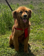 LINA, Hund, Mischlingshund in Kroatien - Bild 5