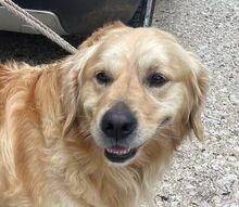 SAM, Hund, Golden Retriever in Bosnien und Herzegowina - Bild 1