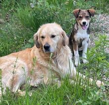 SAM, Hund, Golden Retriever in Bosnien und Herzegowina - Bild 2
