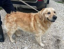 SAM, Hund, Golden Retriever in Bosnien und Herzegowina - Bild 3