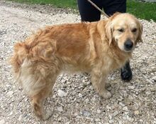 SAM, Hund, Golden Retriever in Bosnien und Herzegowina - Bild 4