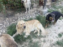 SAM, Hund, Golden Retriever in Bosnien und Herzegowina - Bild 5