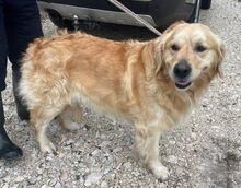 SAM, Hund, Golden Retriever in Bosnien und Herzegowina - Bild 6