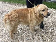 SAM, Hund, Golden Retriever in Bosnien und Herzegowina - Bild 7