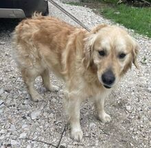 SAM, Hund, Golden Retriever in Bosnien und Herzegowina - Bild 8
