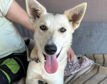 VERA, Hund, Husky-Mischling in Kroatien - Bild 1