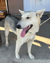 VERA, Hund, Husky-Mischling in Kroatien - Bild 2