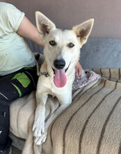 VERA, Hund, Husky-Mischling in Kroatien - Bild 4