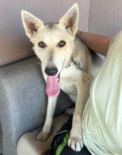 VERA, Hund, Husky-Mischling in Kroatien - Bild 5