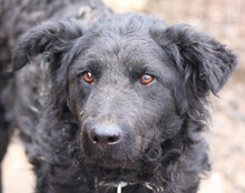 MISSY, Hund, Kroat. Schäferhund-Mischling in Kroatien - Bild 1