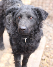 MISSY, Hund, Kroat. Schäferhund-Mischling in Kroatien - Bild 2