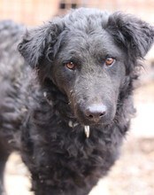 MISSY, Hund, Kroat. Schäferhund-Mischling in Kroatien - Bild 3
