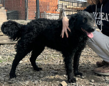MISSY, Hund, Kroat. Schäferhund-Mischling in Kroatien - Bild 5