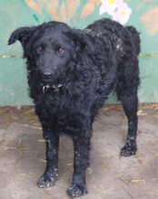 MISSY, Hund, Kroat. Schäferhund-Mischling in Kroatien - Bild 7