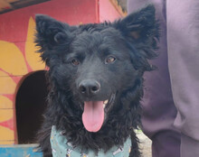 LOLEK, Hund, Kroatischer Schäferhund in Kroatien - Bild 1