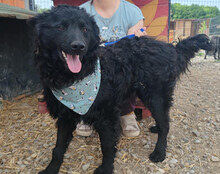 LOLEK, Hund, Kroatischer Schäferhund in Kroatien - Bild 3