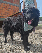 LOLEK, Hund, Kroatischer Schäferhund in Kroatien - Bild 4