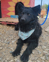 LOLEK, Hund, Kroatischer Schäferhund in Kroatien - Bild 5