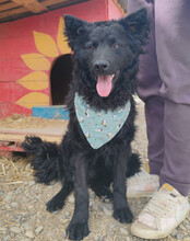 LOLEK, Hund, Kroatischer Schäferhund in Kroatien - Bild 6