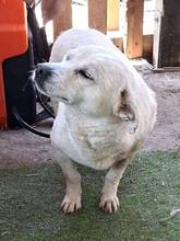 NETTI, Hund, Mischlingshund in Rumänien - Bild 10