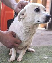NETTI, Hund, Mischlingshund in Rumänien - Bild 11