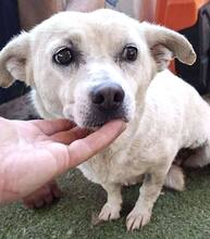 NETTI, Hund, Mischlingshund in Rumänien - Bild 12