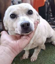 NETTI, Hund, Mischlingshund in Rumänien - Bild 13