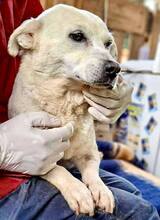 NETTI, Hund, Mischlingshund in Rumänien - Bild 15