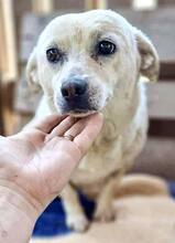 NETTI, Hund, Mischlingshund in Rumänien - Bild 2