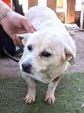 NETTI, Hund, Mischlingshund in Rumänien - Bild 6