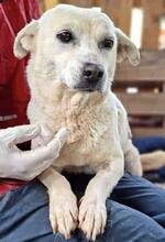 NETTI, Hund, Mischlingshund in Rumänien - Bild 7