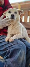 NETTI, Hund, Mischlingshund in Rumänien - Bild 9