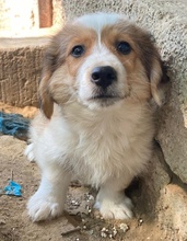 AKIMO, Hund, Mischlingshund in Griechenland - Bild 12