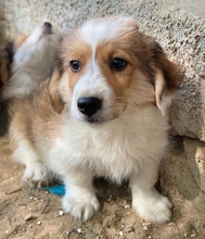 AKIMO, Hund, Mischlingshund in Griechenland - Bild 3