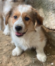 AKIMO, Hund, Mischlingshund in Griechenland - Bild 4