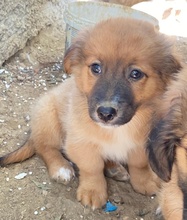 SIROSSI, Hund, Mischlingshund in Griechenland - Bild 10