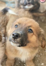 SIROSSI, Hund, Mischlingshund in Griechenland - Bild 12
