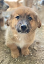 SIROSSI, Hund, Mischlingshund in Griechenland - Bild 2