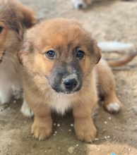 SIROSSI, Hund, Mischlingshund in Griechenland - Bild 7