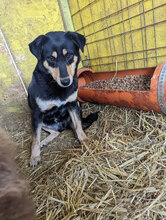 KELLY, Hund, Mischlingshund in Rumänien - Bild 1