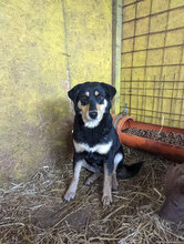 KELLY, Hund, Mischlingshund in Rumänien - Bild 2